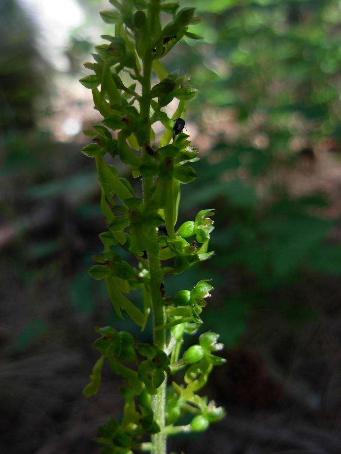 Neottia ovata